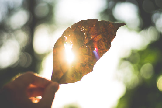 Somebody holding up a leaf with sun shining through it to signify growth and success